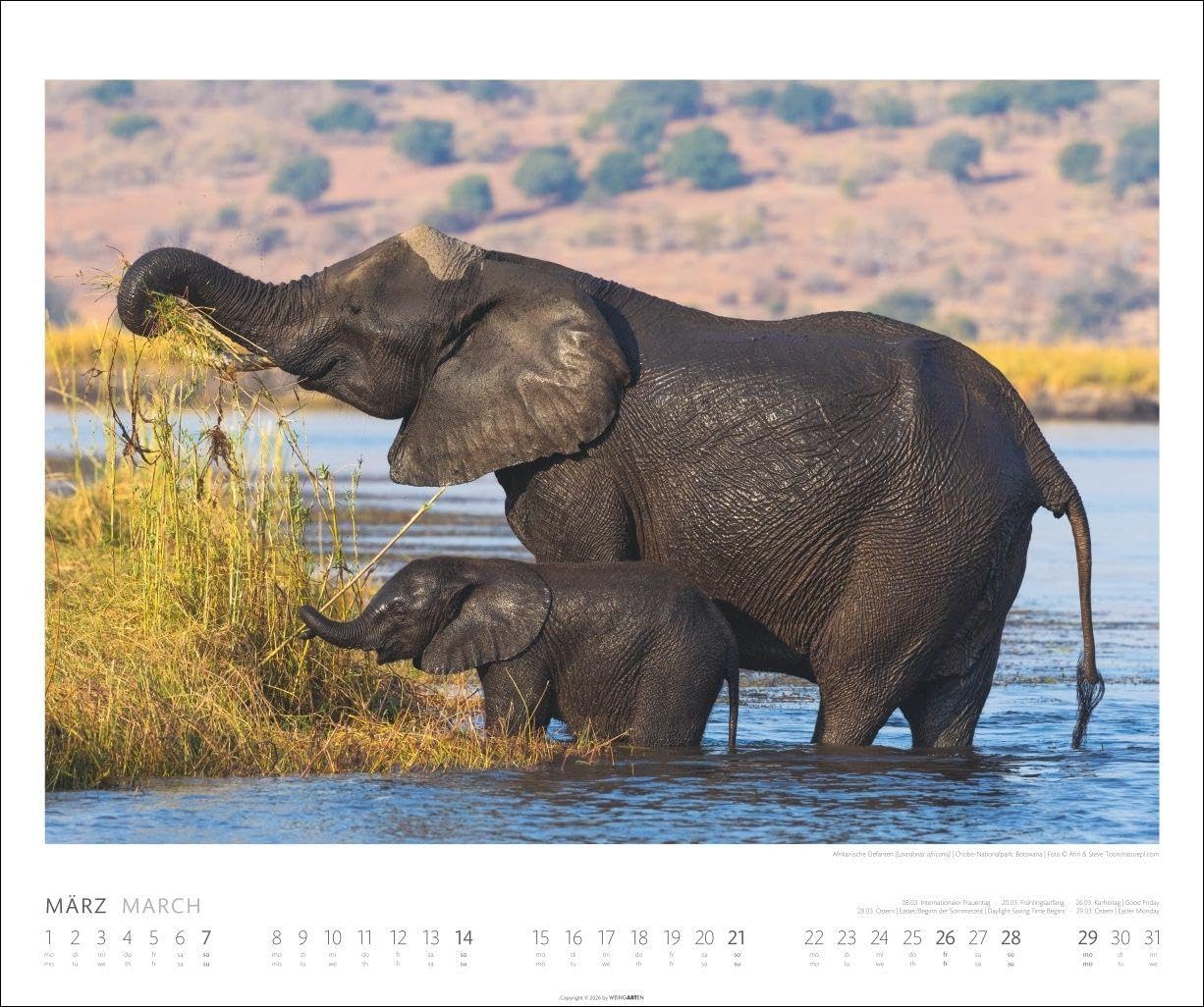 Elefanten Kalender 2027: Die sanften Riesen Afrikas, porträtiert in einem großen Wand-Kalender. Hochwertiger Fotokalender voll beeindruckender Aufnahmen. 55 x 46 cm Querformat