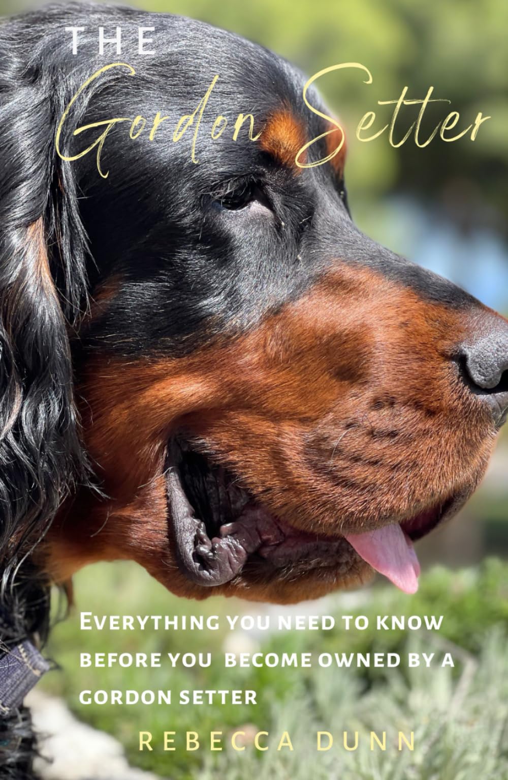 The Gordon Setter: Everything You Need To Know Before Becoming Owned by a Gordon Setter