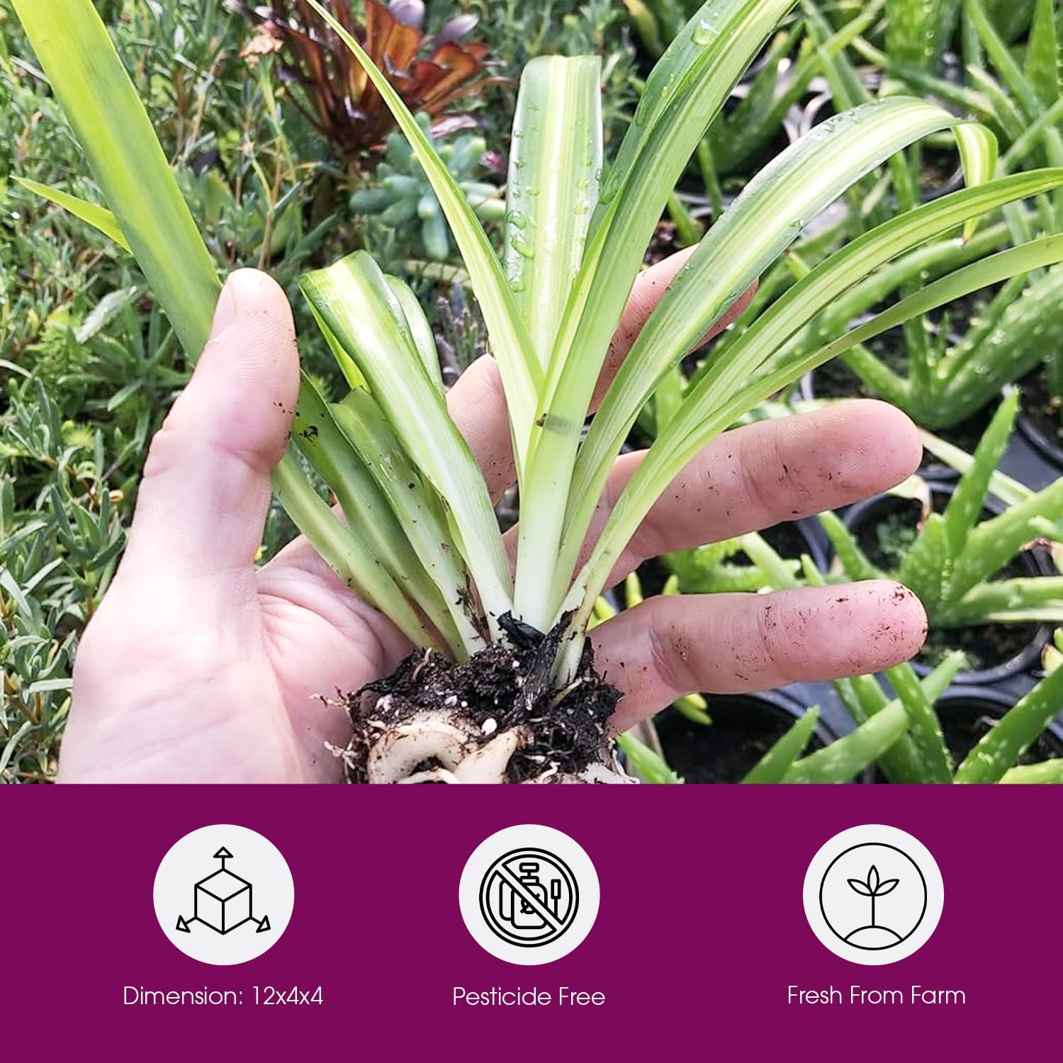 Hawaiian Spider Plant - 4 Pack Live Starter Plants - for Home & Office Decor - Air Purifying Rare Houseplants with White & Green Striped Foliage - Easy to Grow Indoor & Garden Plant