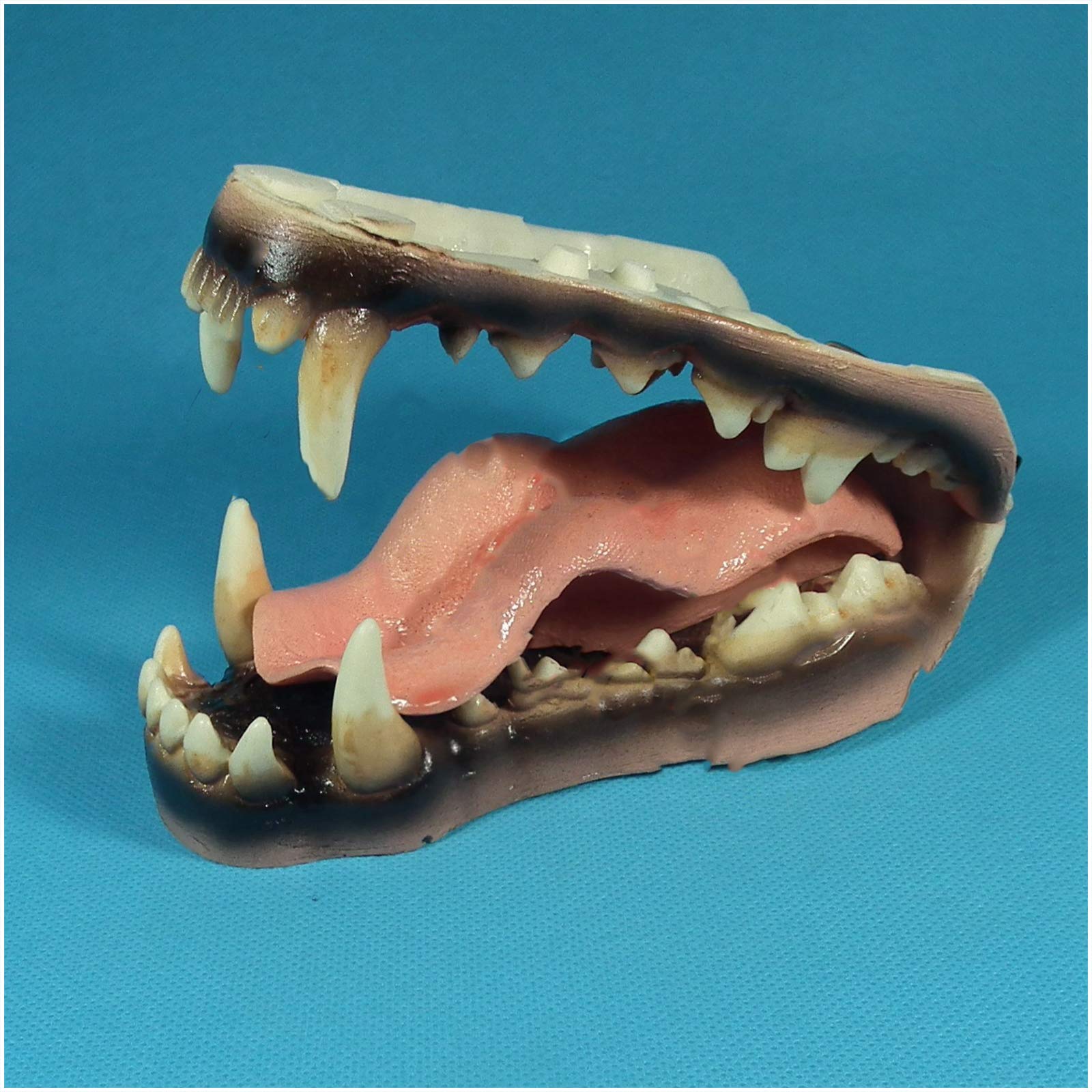 Sjdopulse A Nimal Teeth Teaching Model - Wolf Teeth Model - Dental Teeth Study Teaching Model - Standard Wolf Teethy Model For Educational - For Medical Teaching Demonstration Model (A)