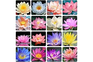 35+ Mixed Bowl Lotus Seeds: Revitalize Your Water Spaces
