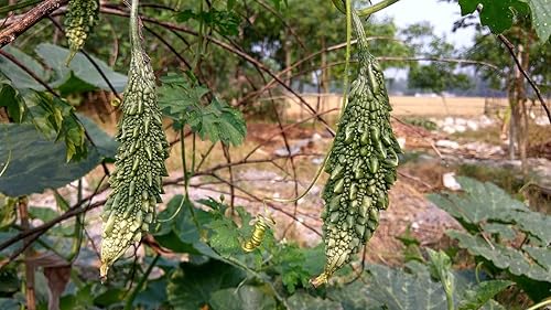 Miniatura 2 de Semillas de melón amargo Black Pearl - Más de 15 unidades - para plantar calabaza amarga india Karela Balsam Pera Fu Qua F1 Jardín híbrido Vegetal