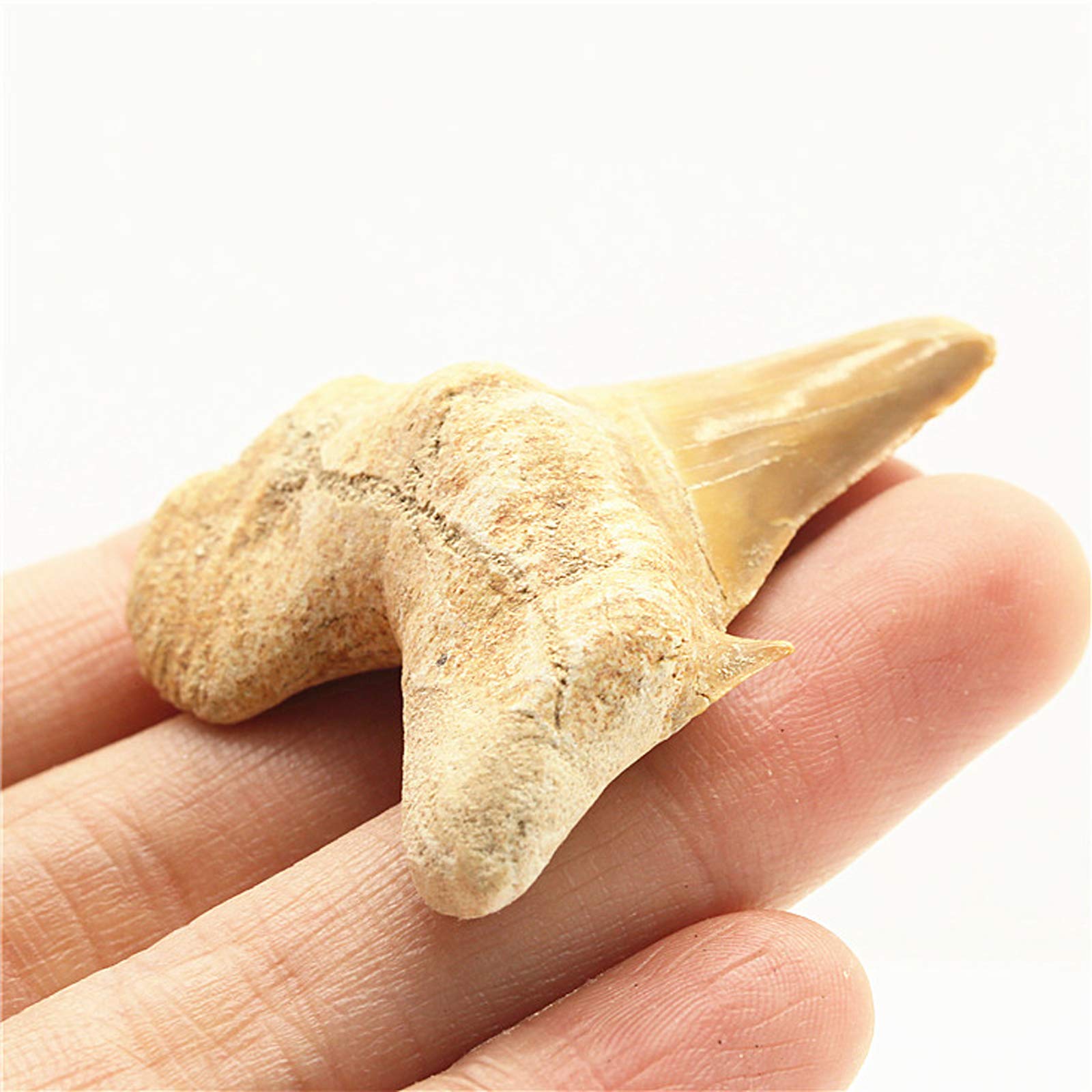 Enormes Dientes de tiburón Megalodon, Natural fósil joyería Personalizada áspero colección arqueológica