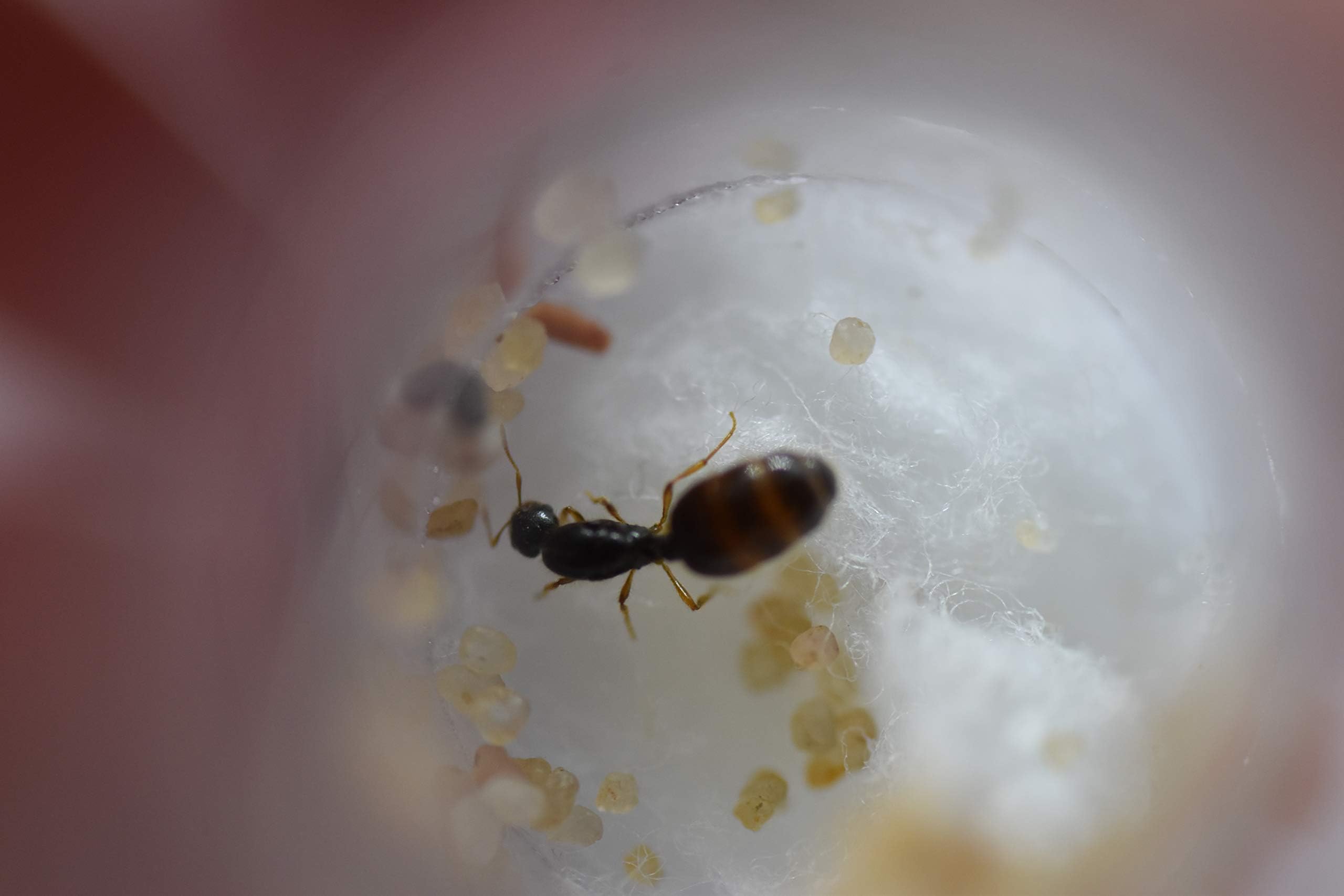 Antsrus Live Queen ant Solenopsis Fugax Queen with eggs (starter kit)