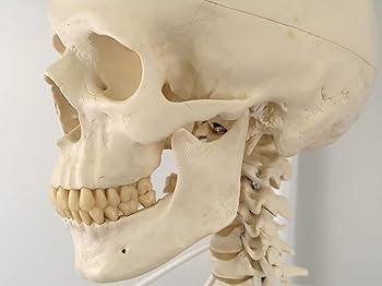 Amazon.co.jp: 関節の可動域を追求した骨格模型，脊柱や肩甲骨など動き