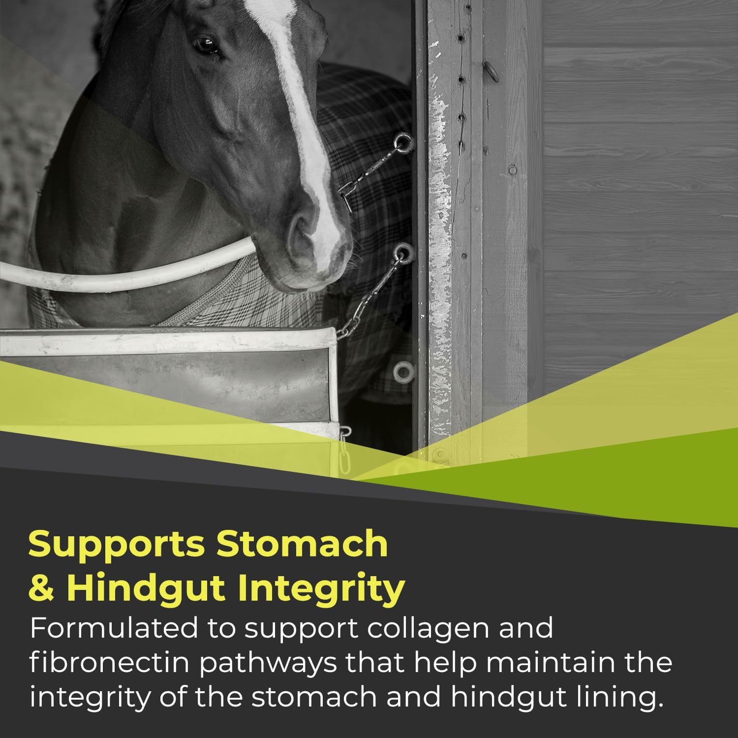 GastroMend XC, 100% Natural Equine Stomach Health for Horses, Promotes Healthy Stomach Lining, Highly Concentrated, Supports Gastric and Hindgut Health, 30 Doses, Made in USA