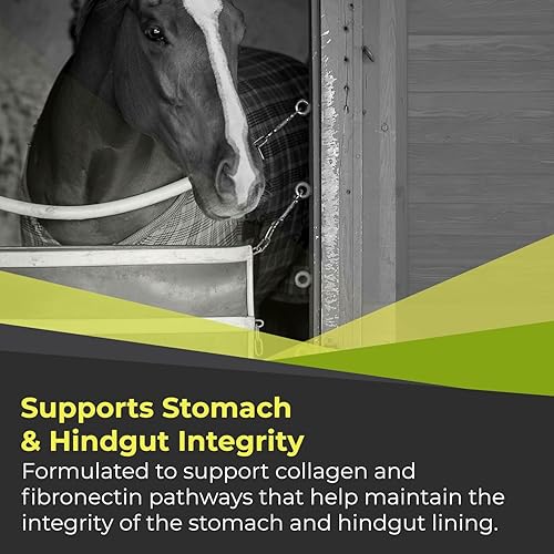 Vista 4 de GastroMend XC, 100% natural para la salud del estómago equino para caballos, promueve la curación y prevención de úlceras gástricas, altamente