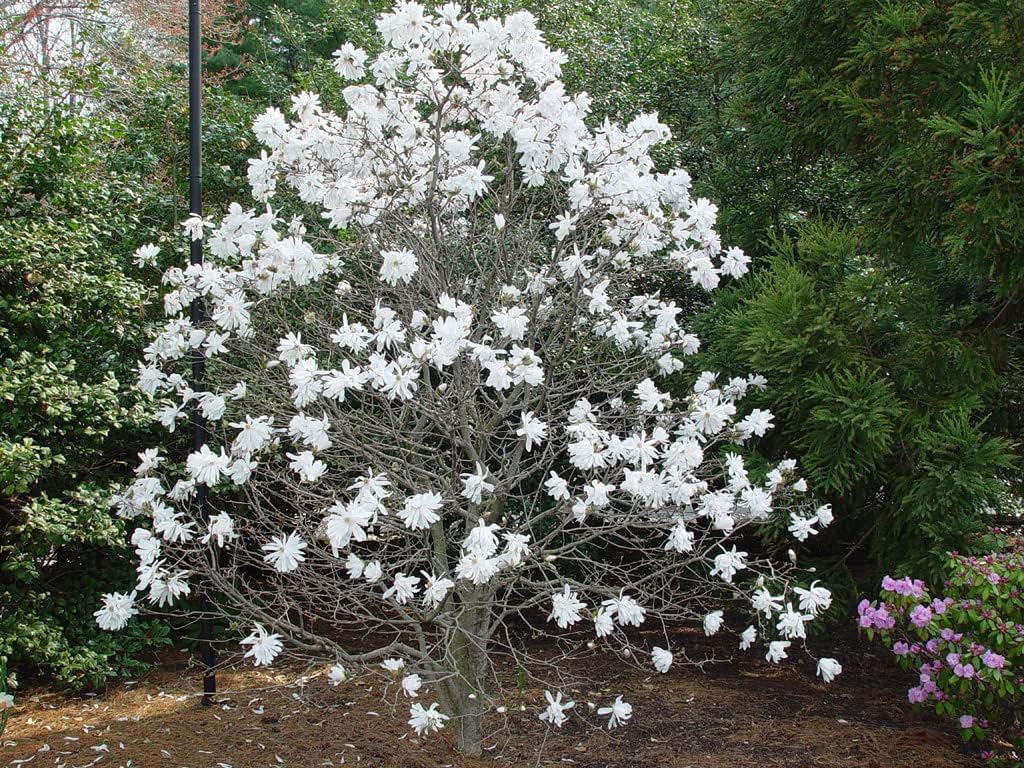 1 Live Plant Star Magnolia Tree | 6-12" in A Quart Pot