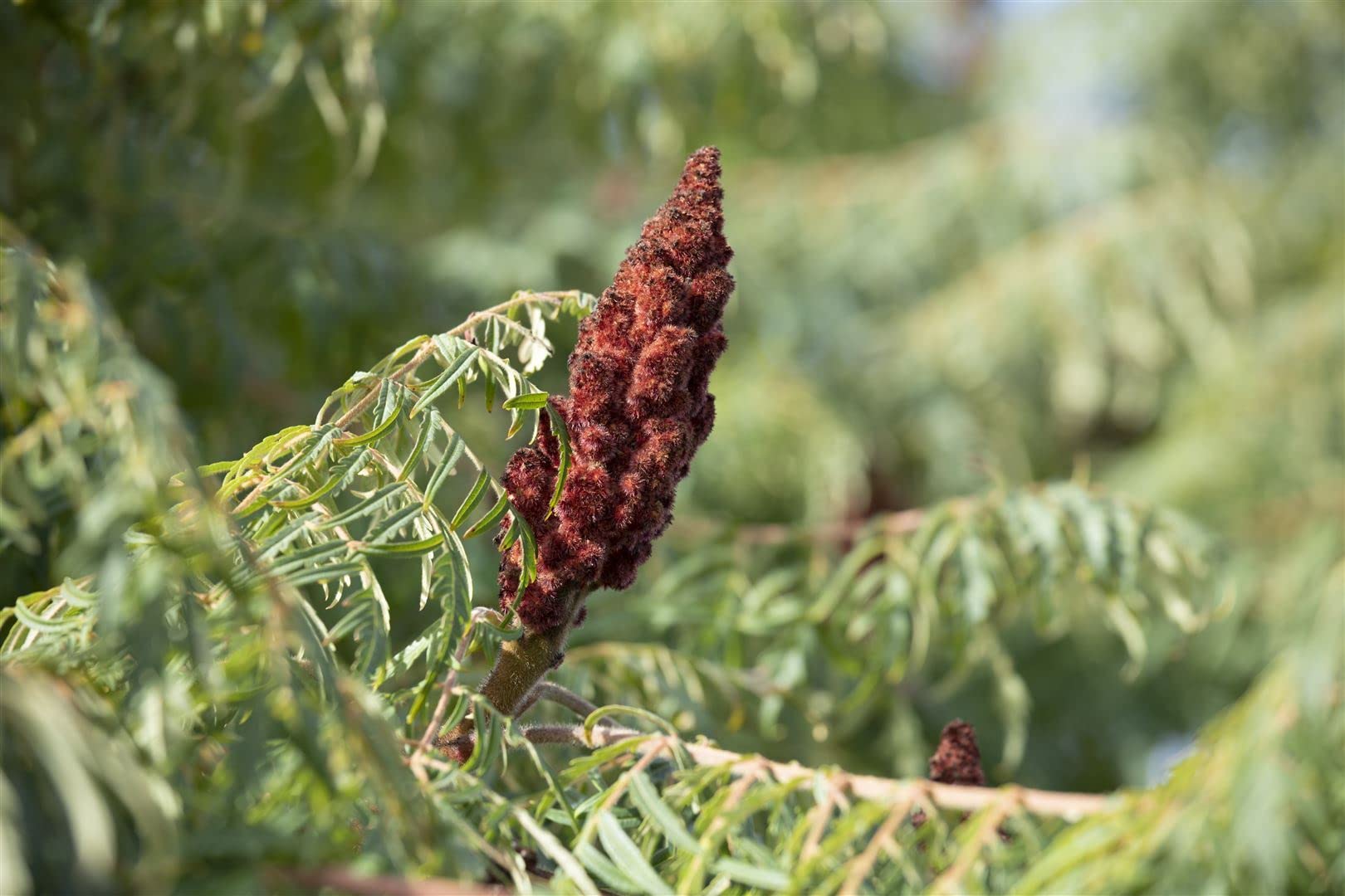 Essigbaum Rhus typhina Dissecta 60-80 cm Solitaergehoelz winterhart