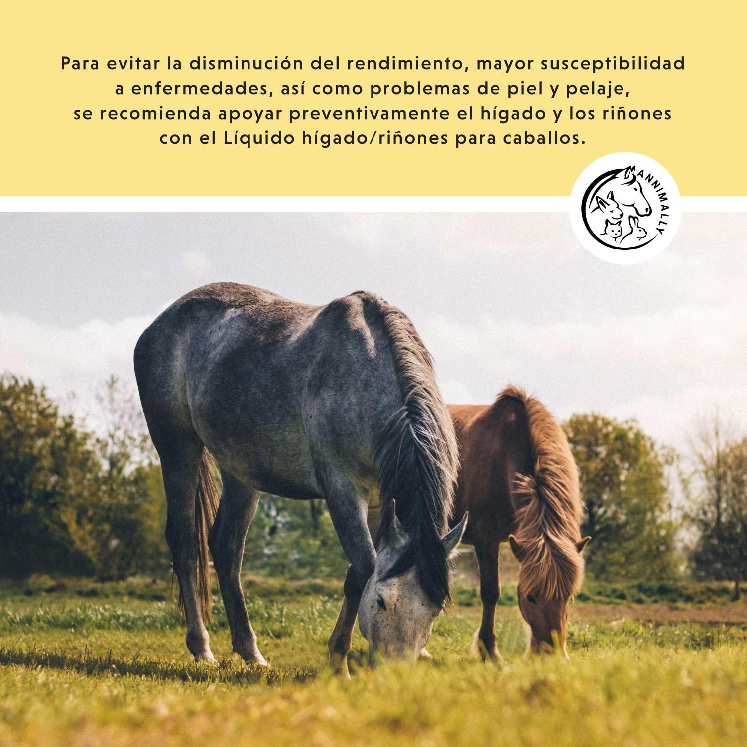 Líquido para Hígado y Riñones para Caballos - Jugo de Hierbas de 1000 ml con Cardo Mariano y alcachofa para el hígado - Jugo para los riñones para un metabolismo Saludable en los Caballos