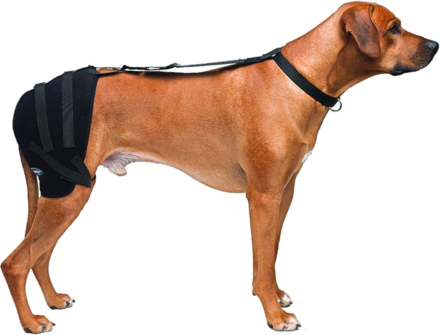 Caldera International Pet Therapy Hip Wrap with Gel, Large, Black (PET303)