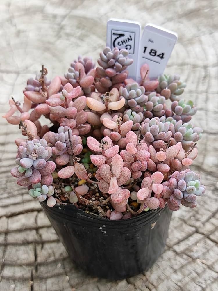 Amazon.co.jp: てっちん多肉植物セダム『パープルヘイズ』184