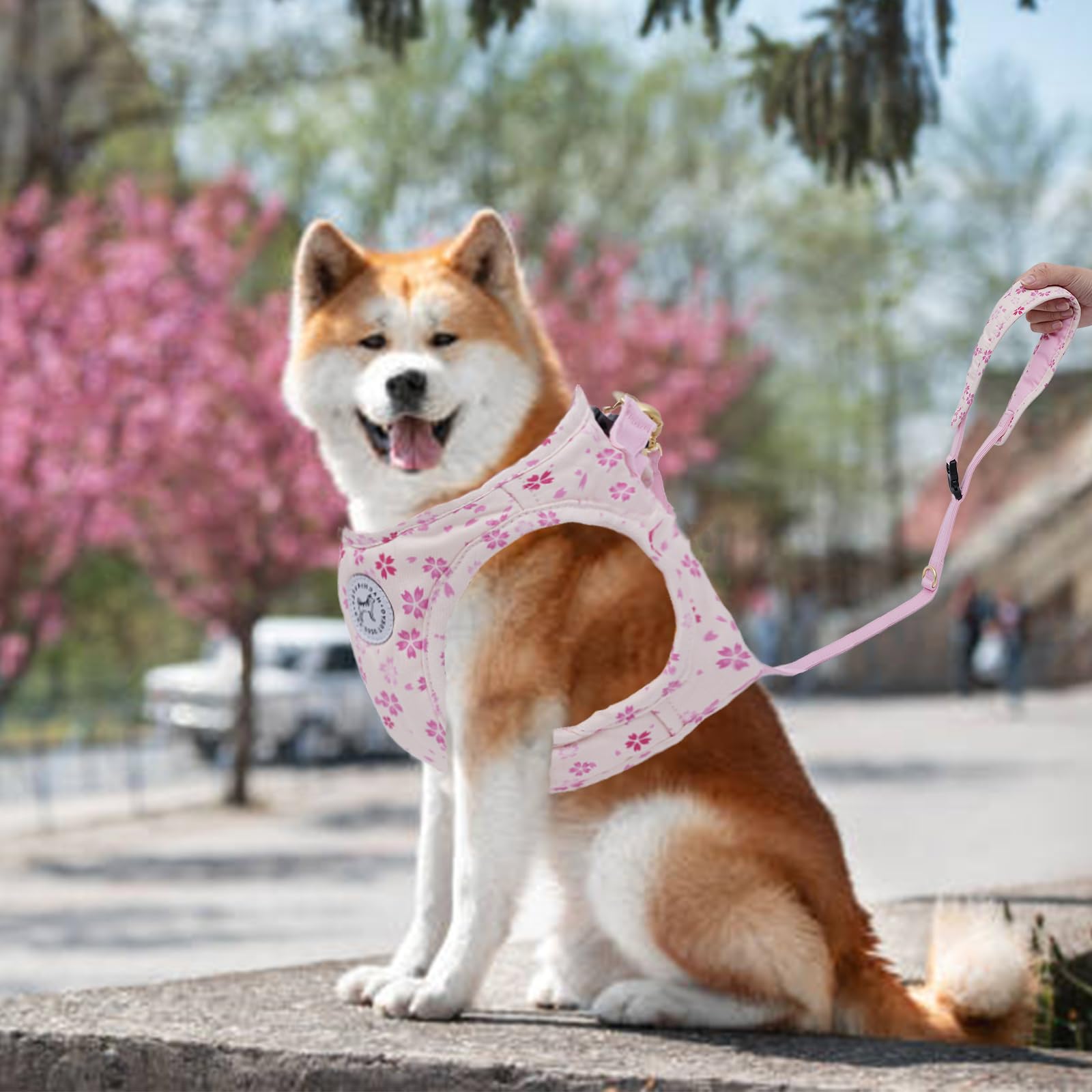 Amazon | HachiruPet 桜柄 ハーネス+リード セット仕様 犬ハーネス 猫