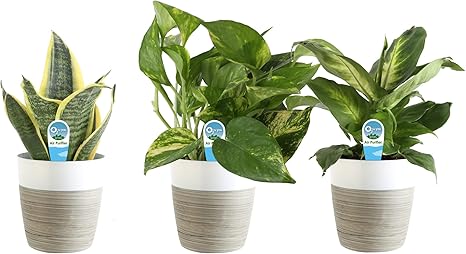 5. Costa Farms Clean Air 3-Pack Live House Plant Collection