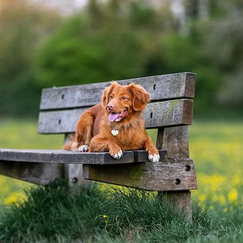 Miniatura 5 de Paquete de 2 clips de placa de identificación para perro, clips rápidos de acero inoxidable resistentes con anillos, soporte de etiqueta de