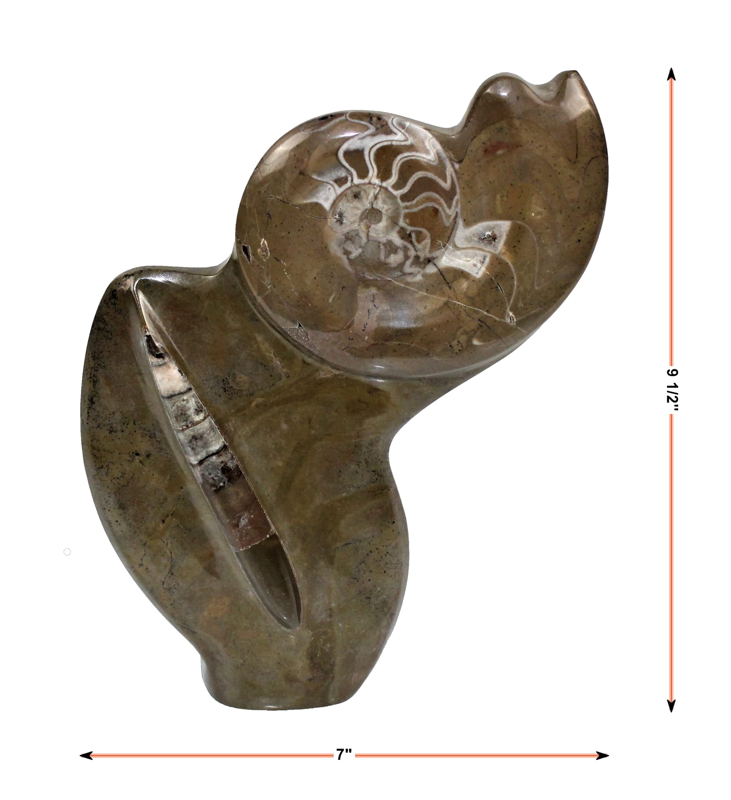 Natural Polished Ammonite and Orthocera Combo Fossil from Morocco F.0115 (Dimensions: 7" x 9.5" x 2.5", 2.70 lbs.)