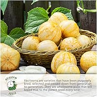 Vista 4 de Seed Needs, Royal Chantenay - Semillas de zanahoria para plantar (Daucus carota) Paquete individual de 800 semillas, reliquia, sin OMG y sin tratar