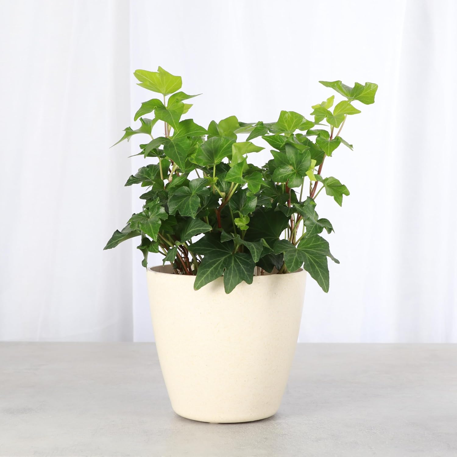 Thorsen's Greenhouse Live Green English Ivy Plant, Hedera Helix, Natural Air Purifier, Easy to Grow, Live Indoor Houseplant, 4" Diameter Pot (Natural)