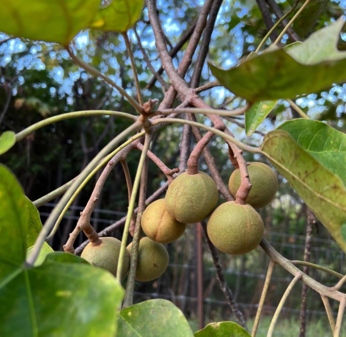 Kukui Nut Oil, Organic, Cold Pressed, Unrefined, Natural, 2 Fl Oz - Image 2