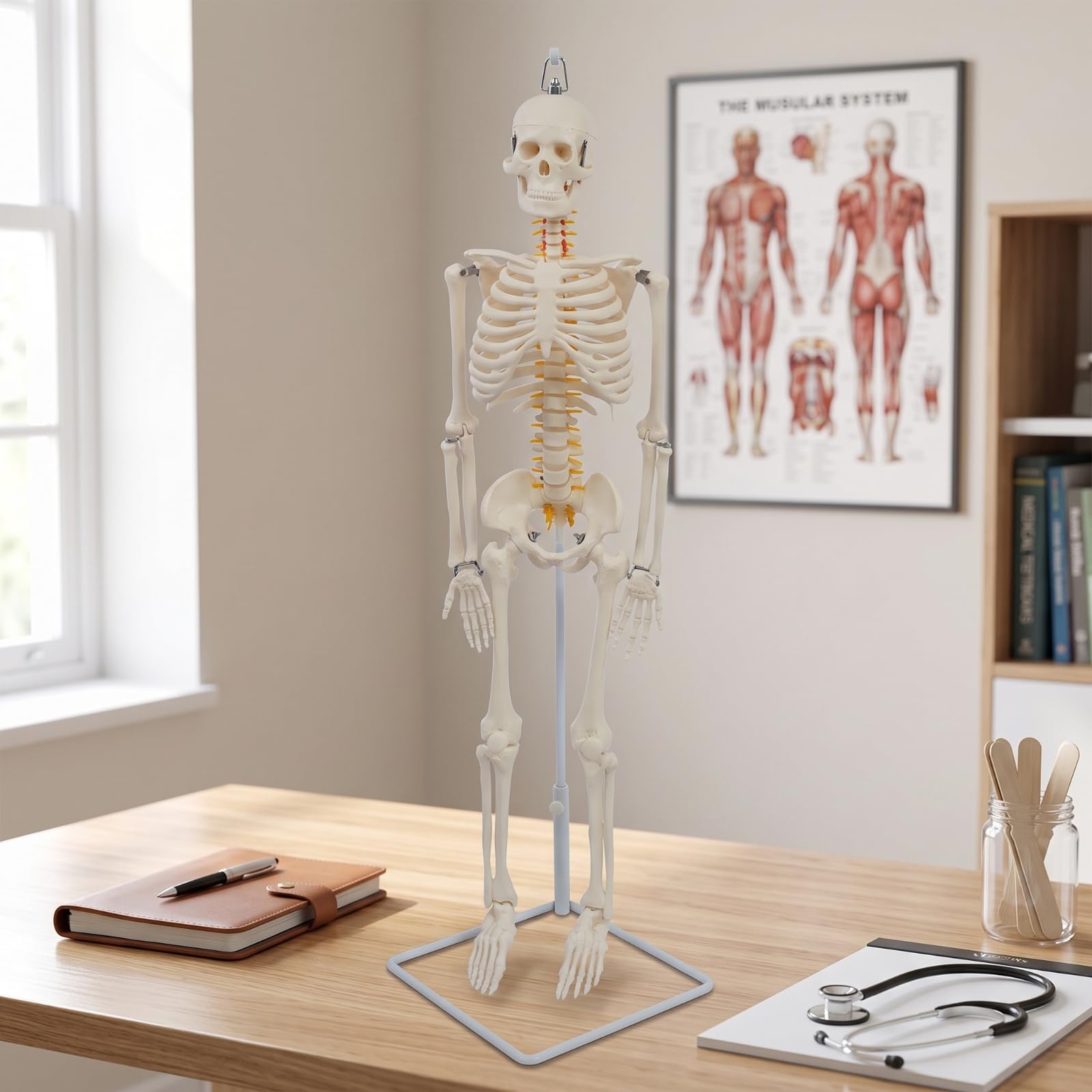 Almencla Lehrskelett Anatomie Modell Skelett Figur Skelettmodell Skelettpuppe aus Langlebigem PVC mit Aufhängung Und Stabilem Sockel für Labor Hörsaal Behandlungsraum für Anschauung Untersuchung