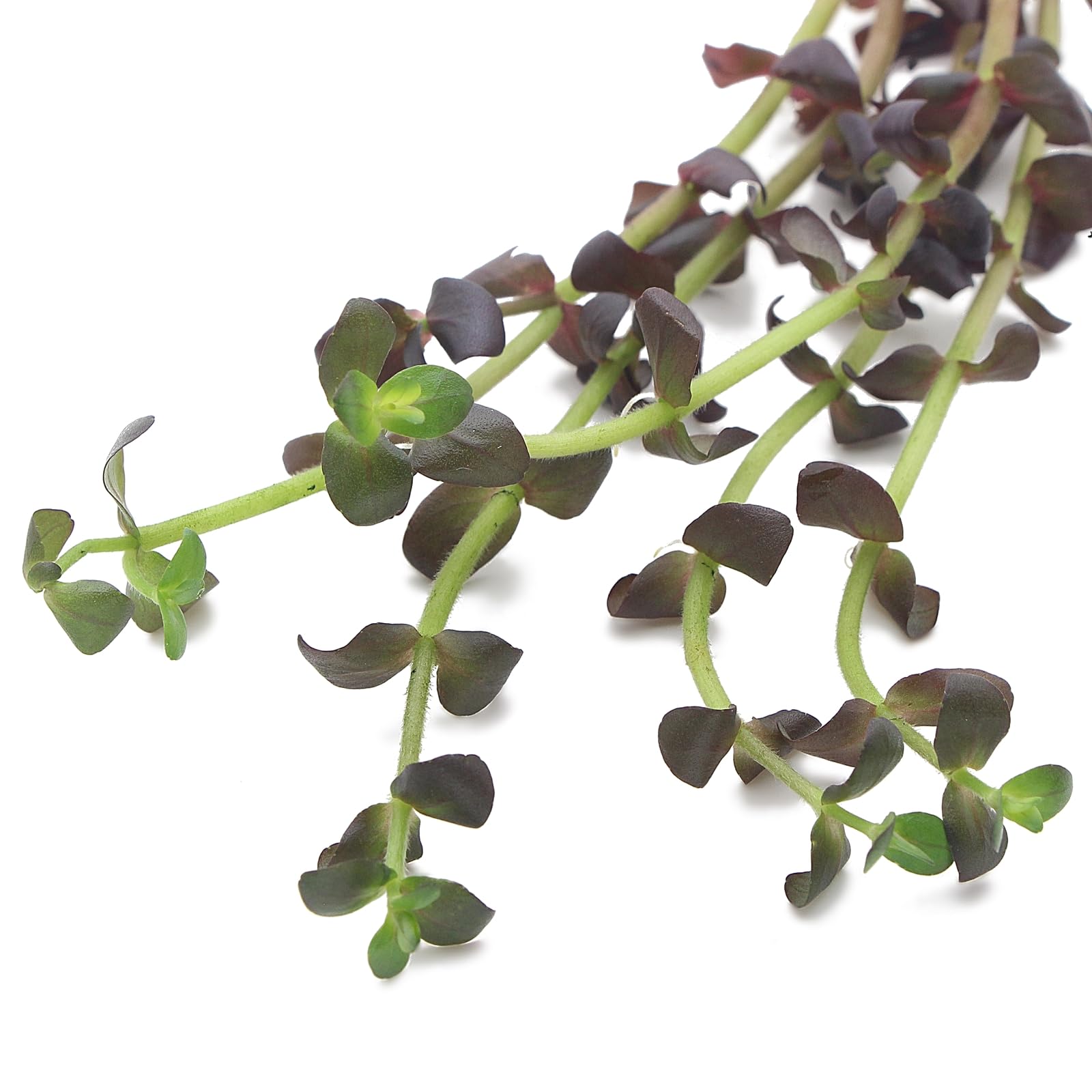 K2AQUA Bacopa Salzmannii Purple Bunch Live Aquarium Plant for Freshwater Tropical Aquarium Vibrant Colour