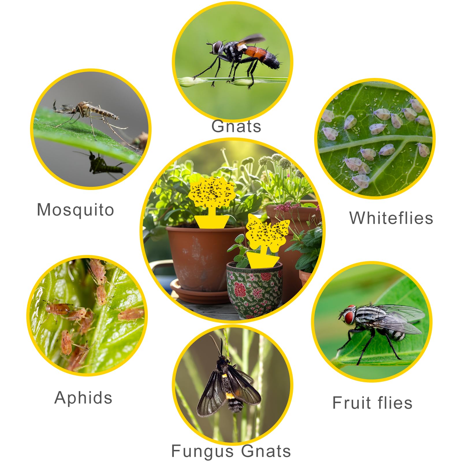 Trampas para moscas de la fruta, paquete de 60 trampas amarillas, trampas para mosquitos de hongos, calcomanías para moscas de plantas para uso en interiores y exteriores para proteger la planta