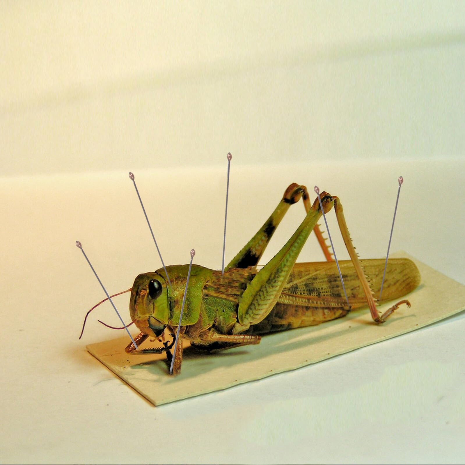 FRCOLOR Épingles Entomologiques Noires en Acier Inoxydable, Kit D’aiguilles de Fixation pour Spécimens D’insectes, Amortissement Précis Anti-reflets, Accessoires pour Laboratoire