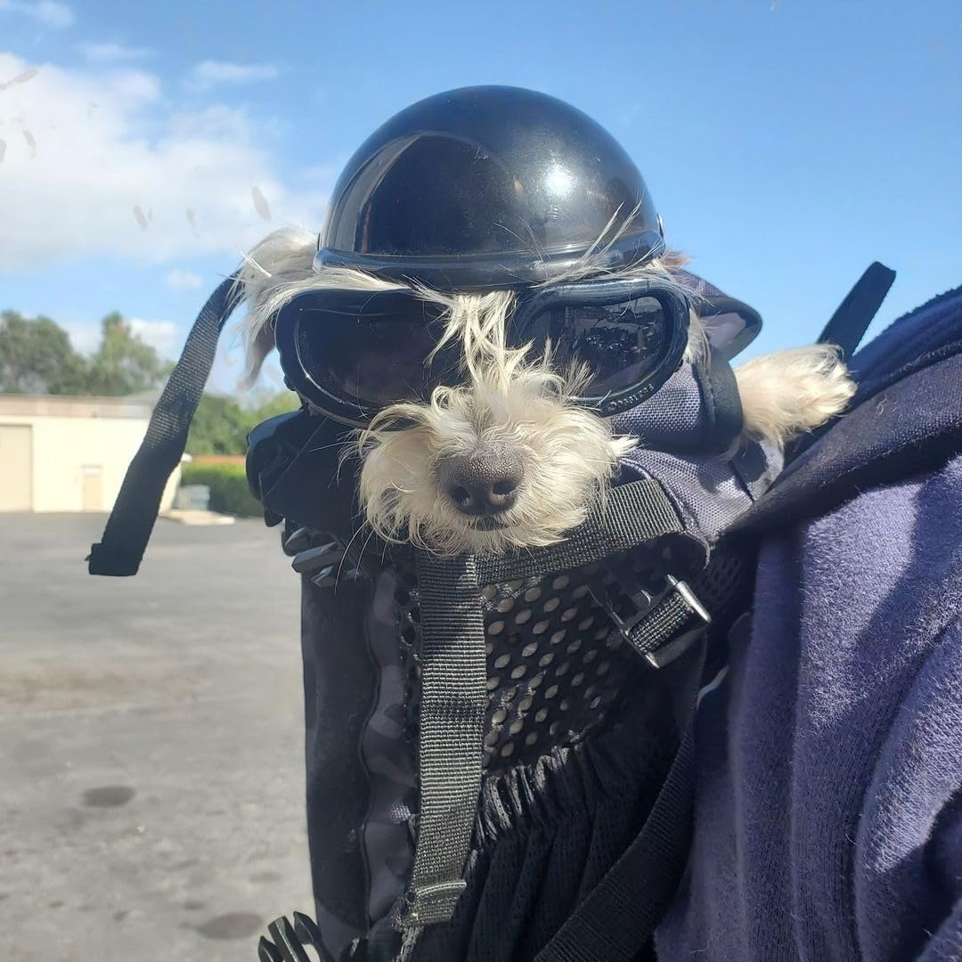 Casco per animali domestici, antivento, Occhiali anti UV per cani con per cani di taglia piccola/media (nero)