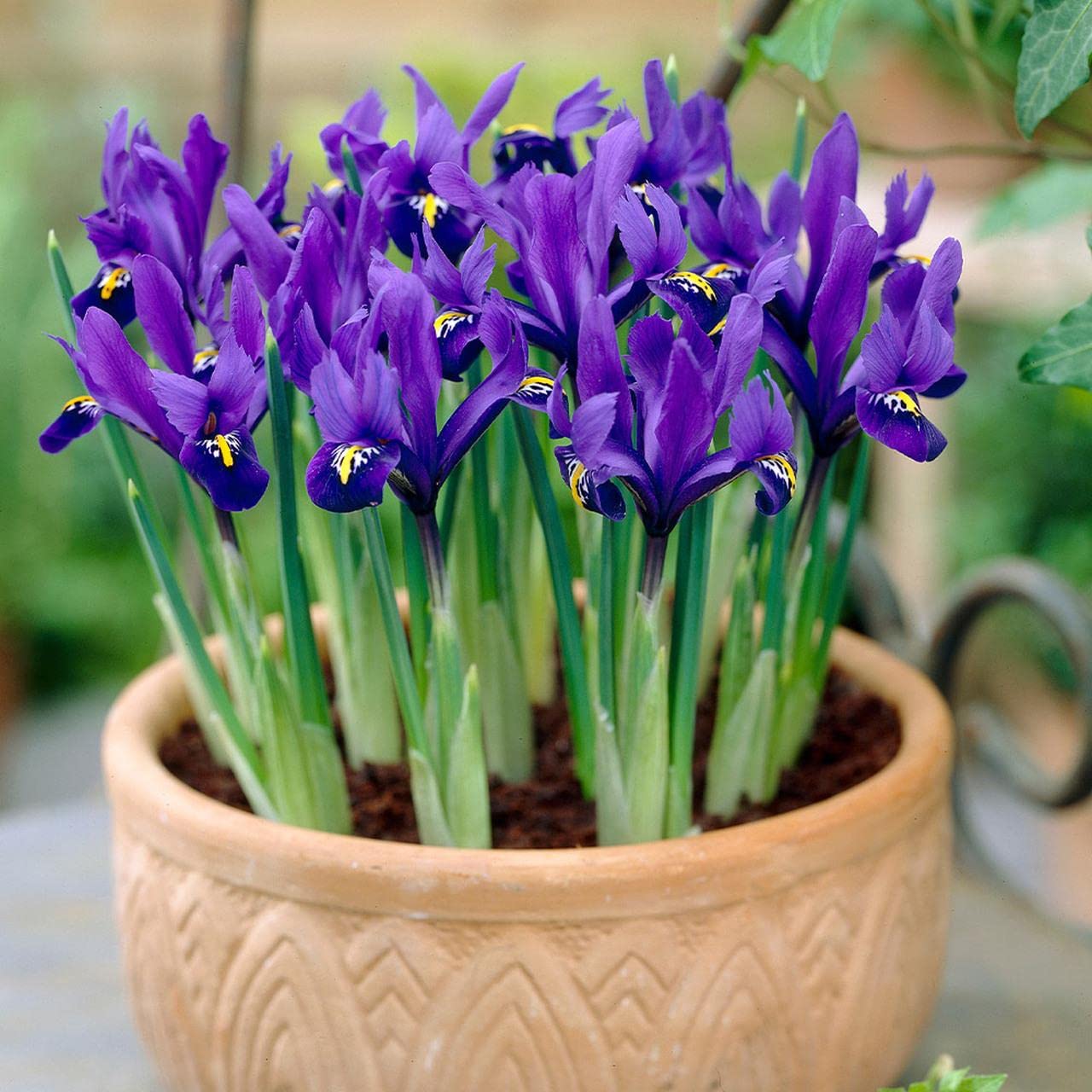 5 Blue Magic Dwarf iris bulbs reticulata autumn gardening corm spring flower