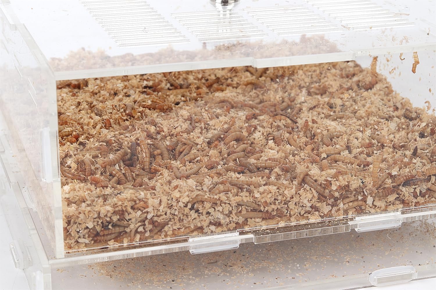 Acrylic Superworms Keeper, Mealworms Container fit Dubia Roach - Medium