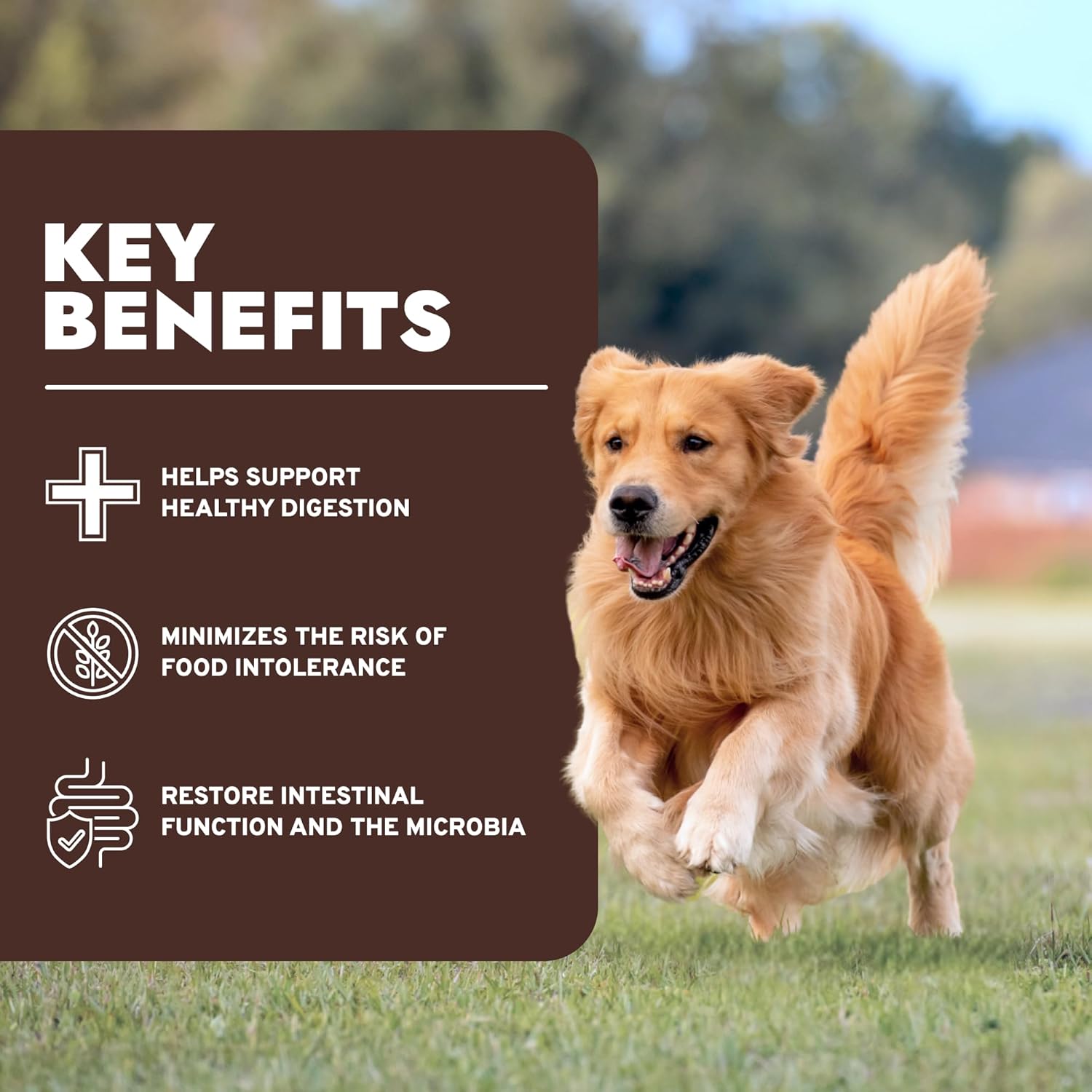 Forza10 - Dog Food, Limited Ingredient Dog Food for Colon and Digestive Support, Non-GMO, Fish Flavor, Made in Italy (22 lb) - Image 4