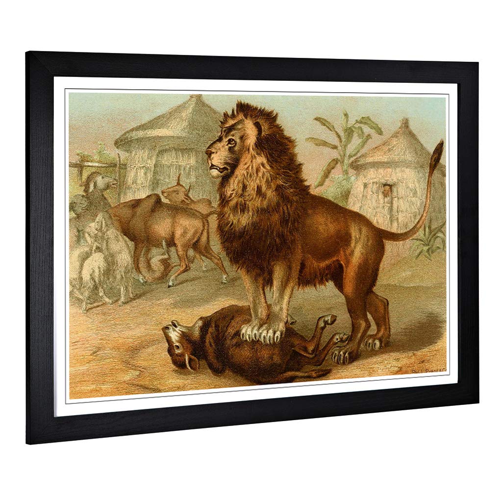 Big Box Art Framed Print of Vintage World 1885 Lion Design | Wall Art Picture | Home Decor for Kitchen, Living Room, Bedroom, Hallway, Black, A2 / 24.5x18 Inch / 62x45cm