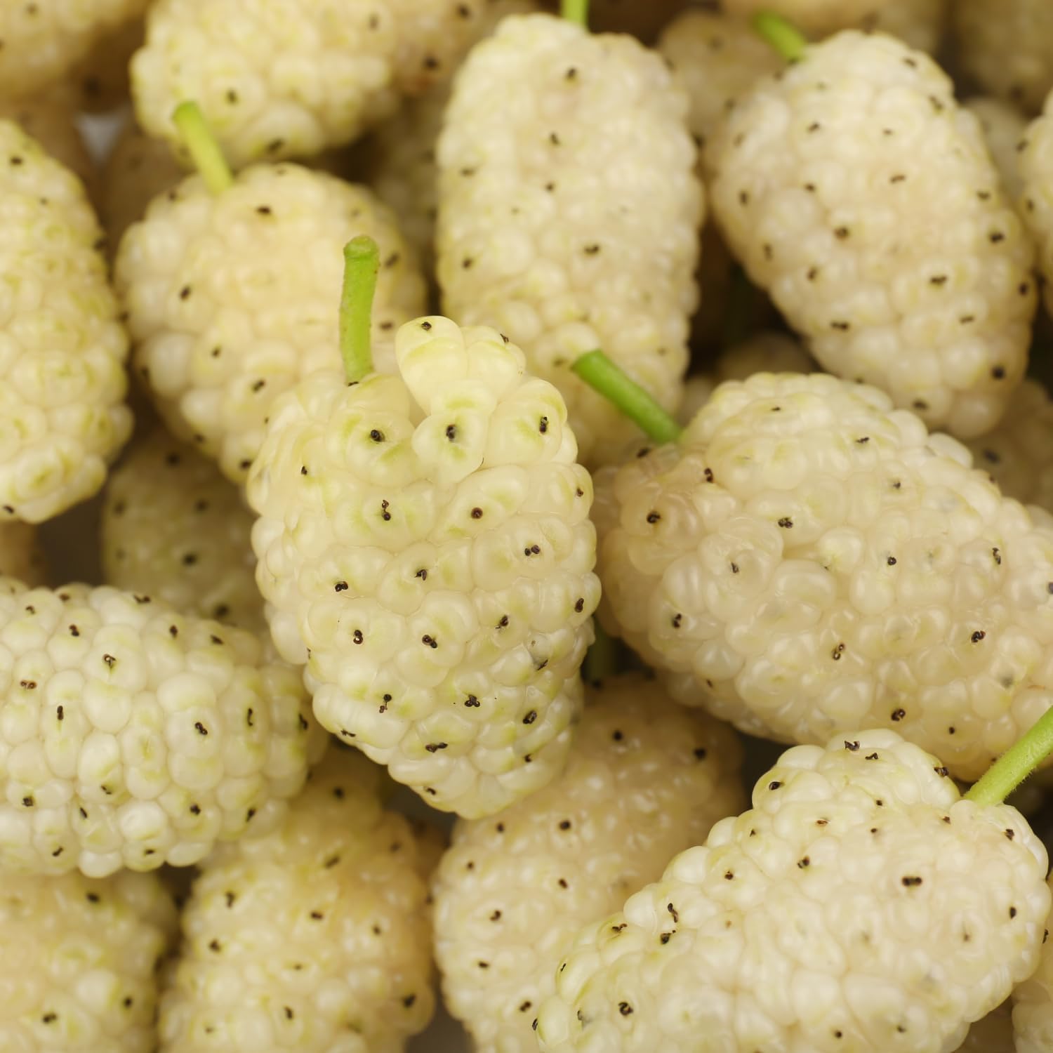 2 White Mulberry Plants - 18-24" Tall Live Plants - Sweet Mulberry Fruit Trees for Planting - Edible Berries Seedlings - Murus Alba - (2 Pack)