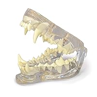 Vista 6 de GPI Anatomicals - Modelo de mandíbula canina con dientes, réplica para la educación en anatomía y fisiología canina, modelo de anatomía