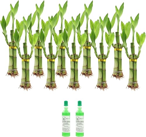 Arreglos de bambú de la suerte de 3 tallos con dos botellas de fertilizante de bambú de la suerte | Paquete de 10 arreglos | Plantas de interior de