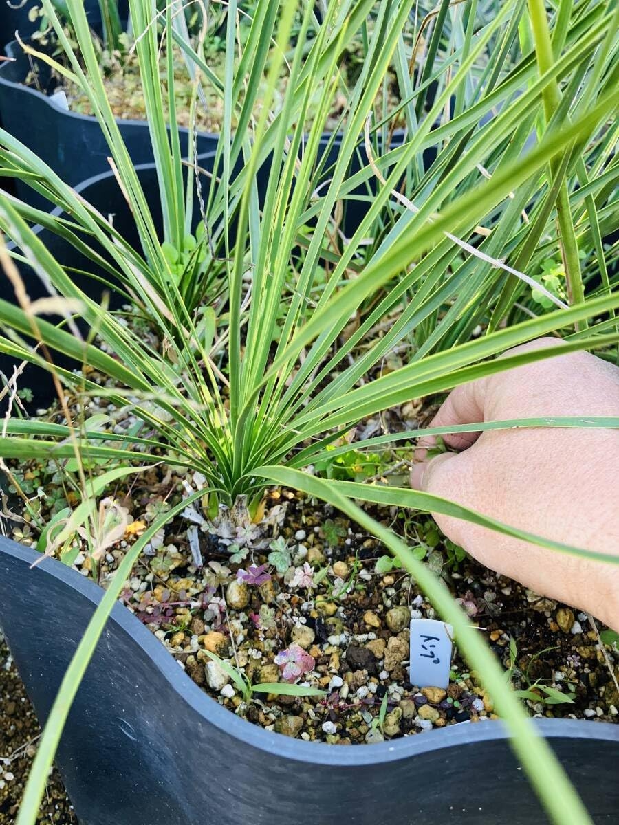 ユッカ ファクソニアーナ 10苗 抜き苗発送 ユッカ ファクソニアーナ