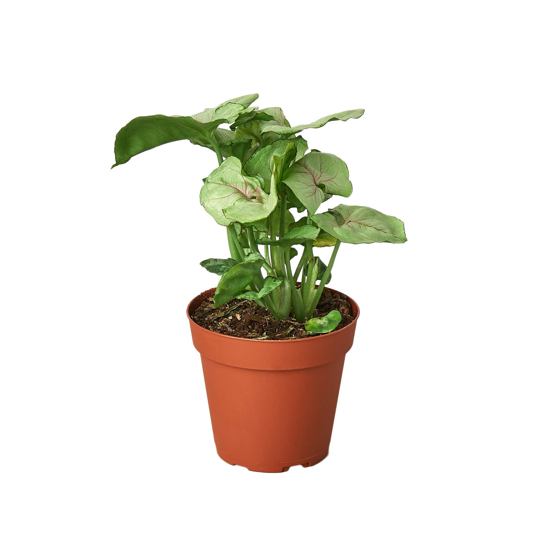 House Plant Shop Cream Allusion