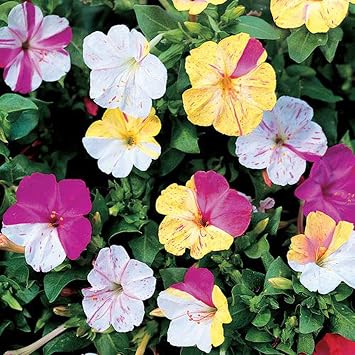 UtopiaSeeds Broken Colors Four OClock Seeds - Mirabilis Jalapa - Heat and Drought Tolerant Flowers