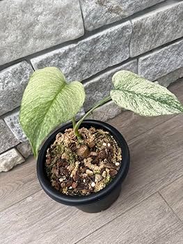 激レア」モンステラ フルミント 現品 Monstera full mint 激レア