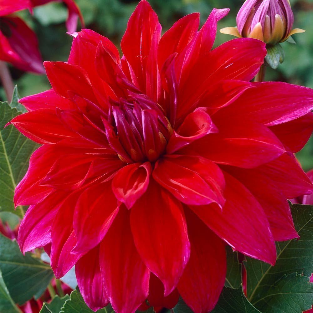 Dinner Plate Dahlia, Babylon Red Patio, Lawn & Garden