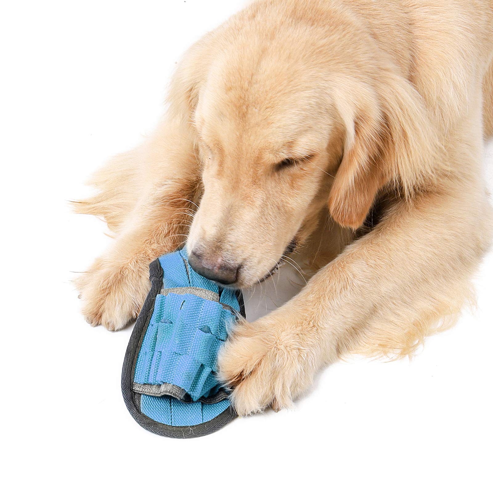 Why Does My Dog Hide My Shoes