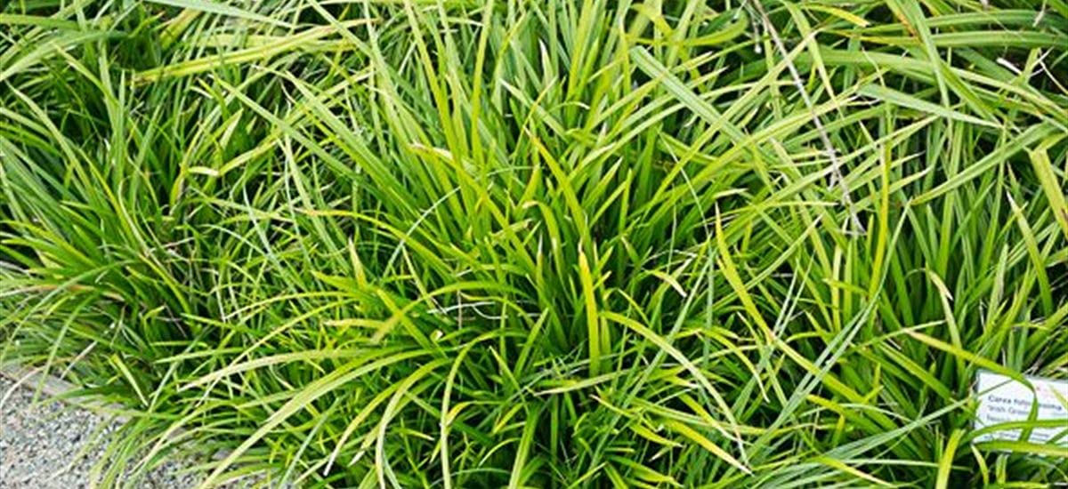 Stauden Gänge 10 x Carex morrowii 'Irish Green' Grüne Japan Segge