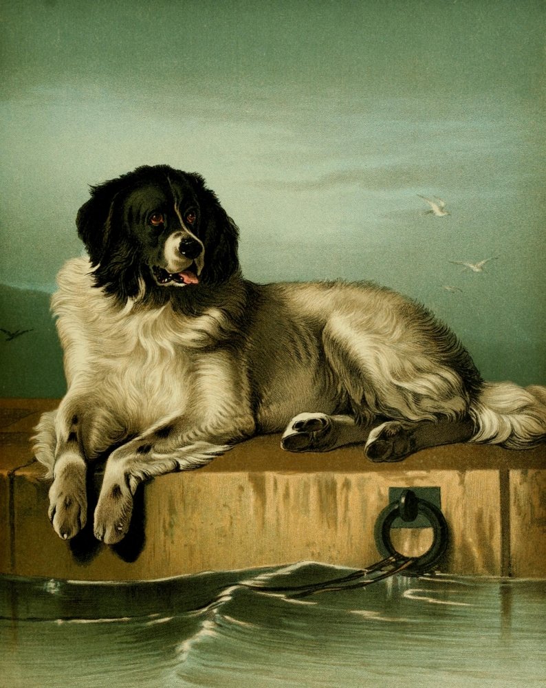 白*犬様 Ado ポスター Amazon.com: Posterazzi The Shepherd's Dog 1870 Dash Poster Print