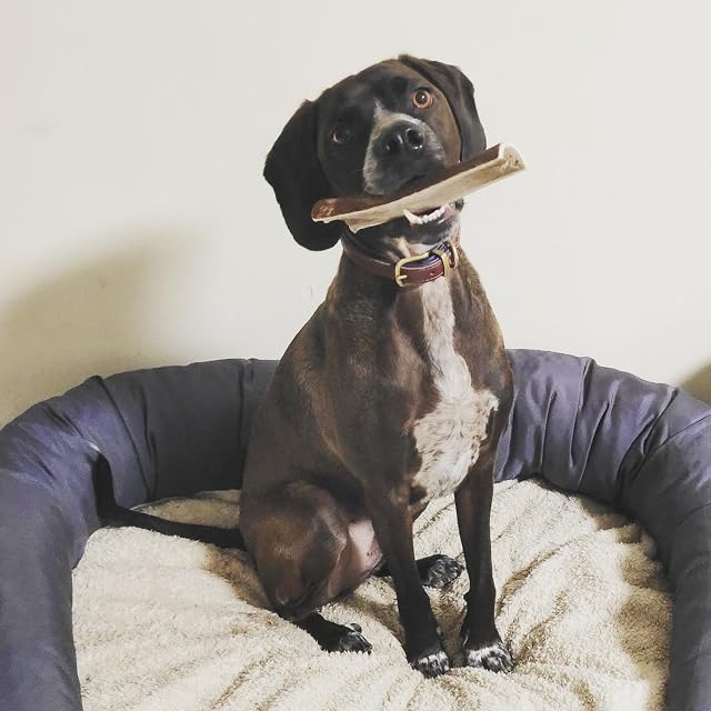 Foto 4 de 7 de Asta de Ciervo Partida para Perro, Talla XL, Peso min. Unidad 121 gr