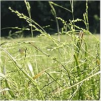 Vista 3 de Everwilde Farms - 200 semillas de hierba nativa de festuca con la cabeza - Paquete de semillas jumbo Gold Vault