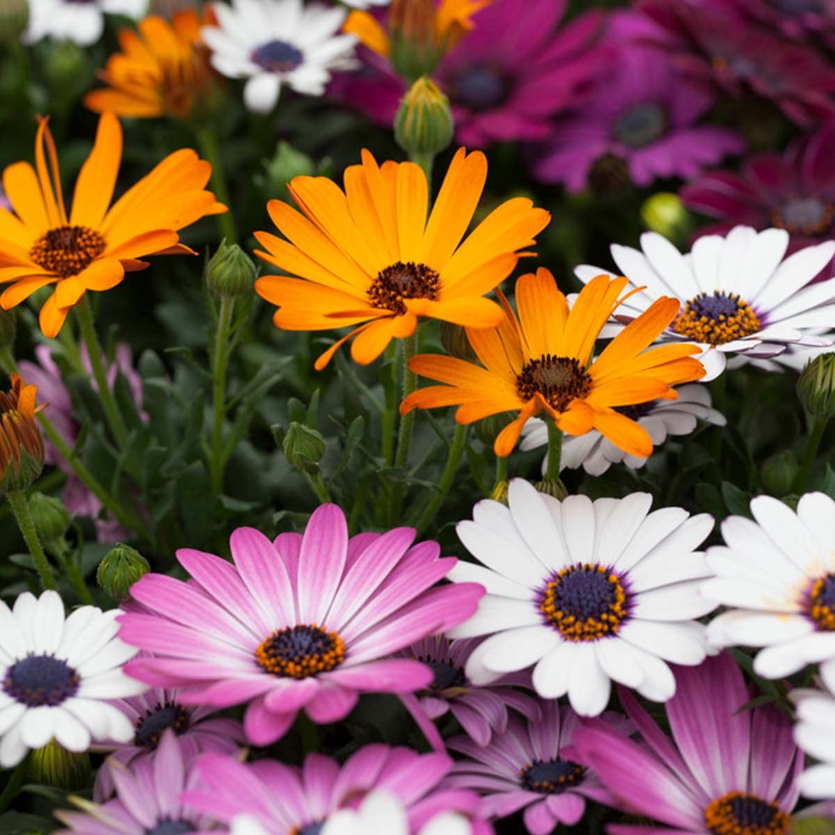 Bloomique - Mix di 6 - Osteospermum - Margherita Africana - Colori Misti - Piante Annuali - Pianta da Giardino - Alte 15-20 cm - Vaso 10,5 cm