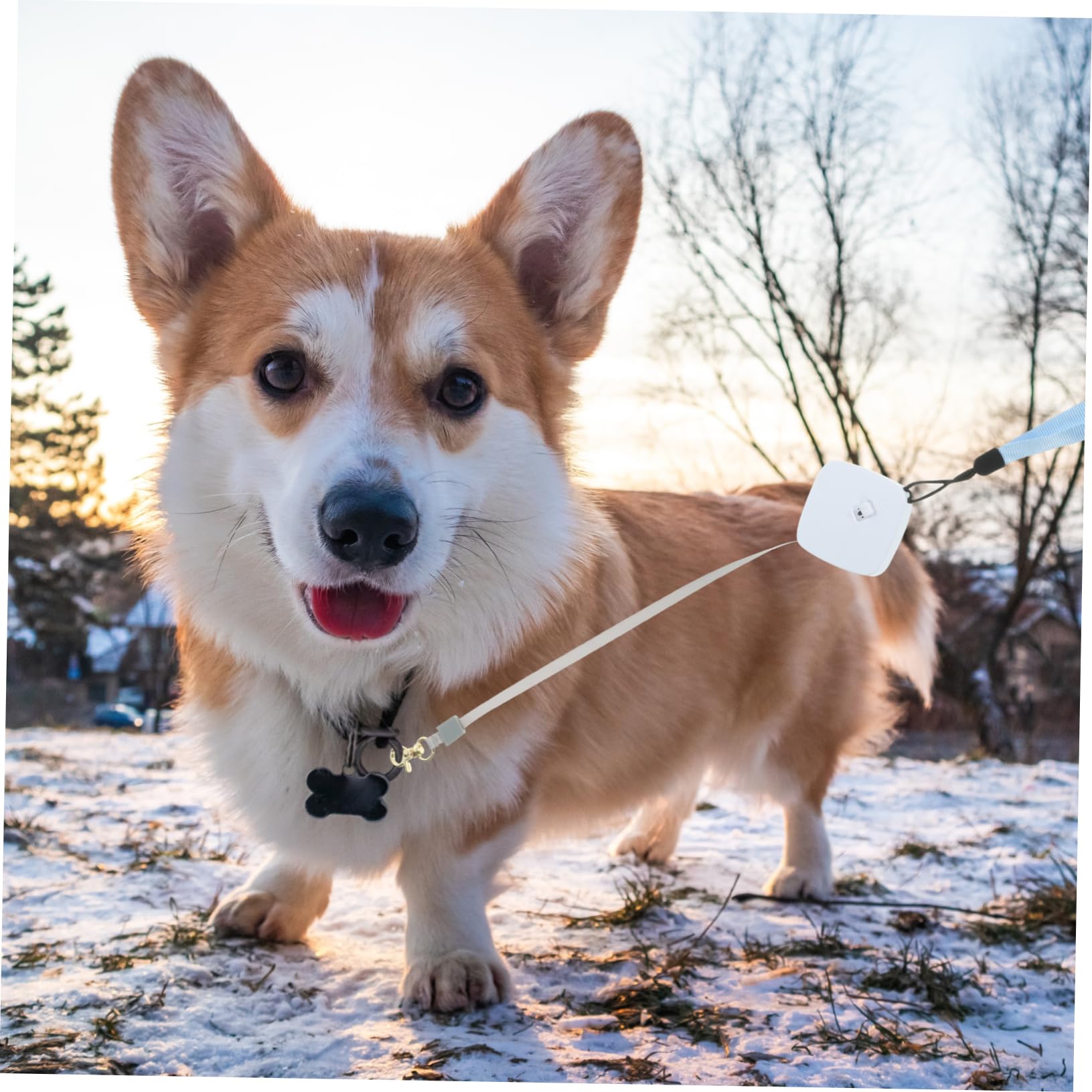 BESPORTBLE Guinzaglio Per Cani Dal Design Ergonomico Retrattile 4 Pezzi Lunghezza 2 M Leggero Facile Da Trasportare Per Cani Di Tutte Le Taglie