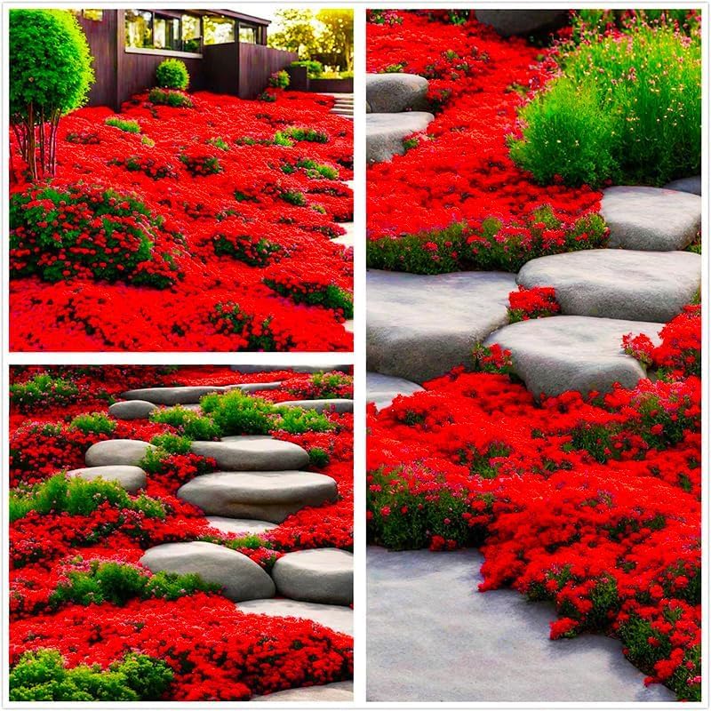 Miniatura 2 de 22000+ Red Creeping Thyme Seeds for Planting- Heirloom Ground Cover Plants Easy to Plant and Grow - Open Pollinated