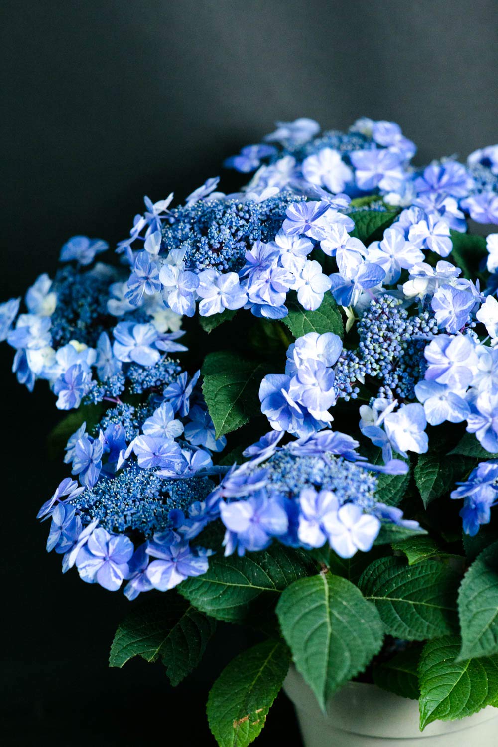 紫陽花 Amazon｜母の日 ギフト アジサイ サニーデイズ 鉢花 鉢植え