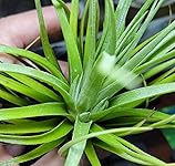 Review Image by zdsowg